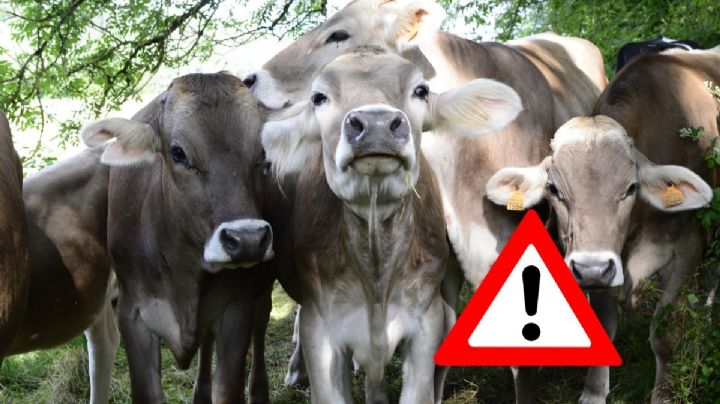 Inundación por Onda Tropical 20 deja más de 300 vacas perdidas en San Juan Evangelista