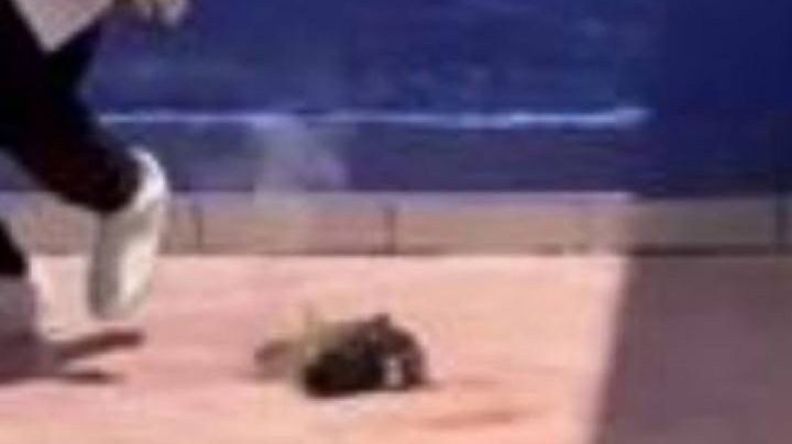 Estudiantes de criminología de la EDUCEM serán castigados por muerte de gato en Pénjamo