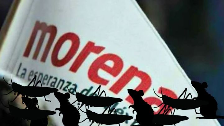 Plagas de grillos y roedores amenazan a Morena