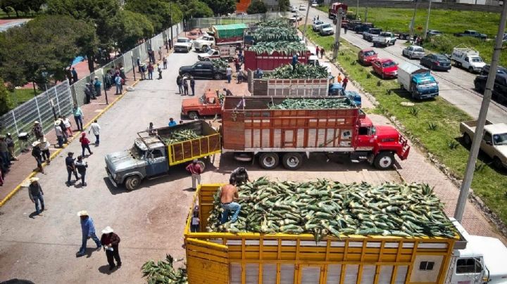 Alcaldesa de Apan pide al Congreso más protección para el maguey del Altiplano