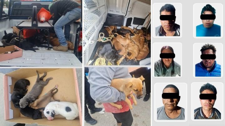 Drogas, 29 perritos rescatados y 6 detenidos durante operativos en la región Tula