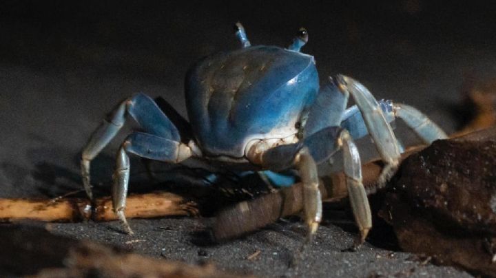 Cangrejo azul en Veracruz enfrenta riesgo de extinción local, alertan activistas
