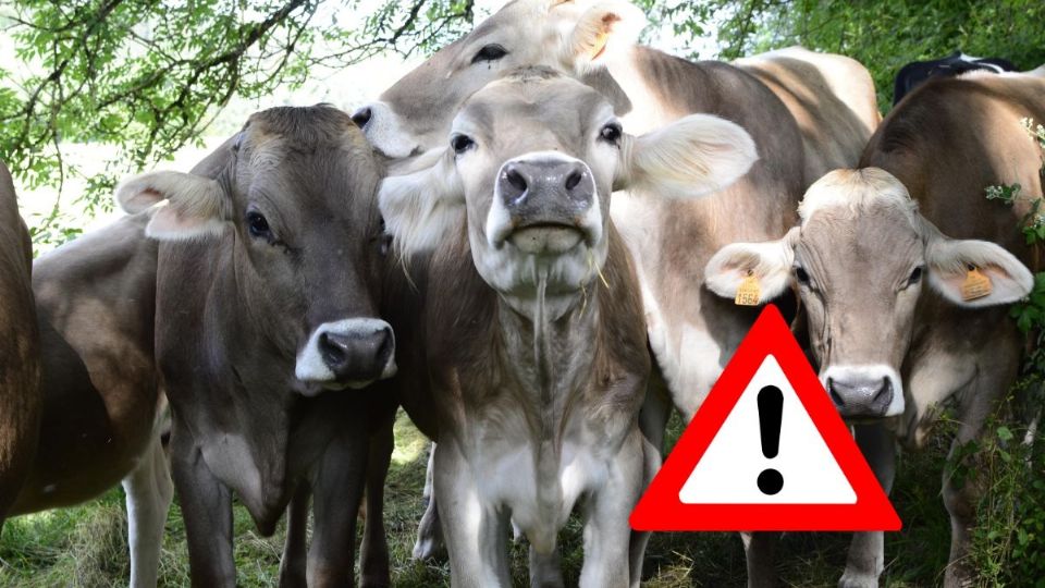 IMAGEN ILUSTRATIVA DE GANADO