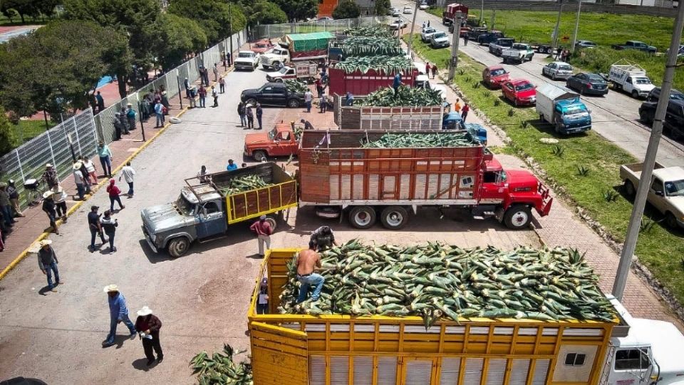 La alcaldesa de Apan, Zorayda Robles, mencionó que la producción de la planta disminuyó en la región debido a la industria cervecera