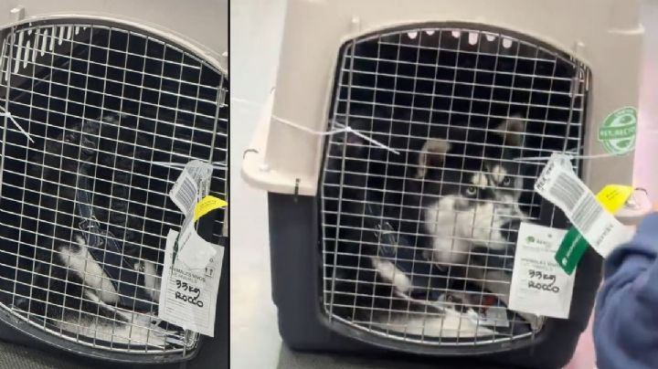 Perro de Veracruz se queda varado en aeropuerto de CDMX sin su dueño; le cancelaron vuelo