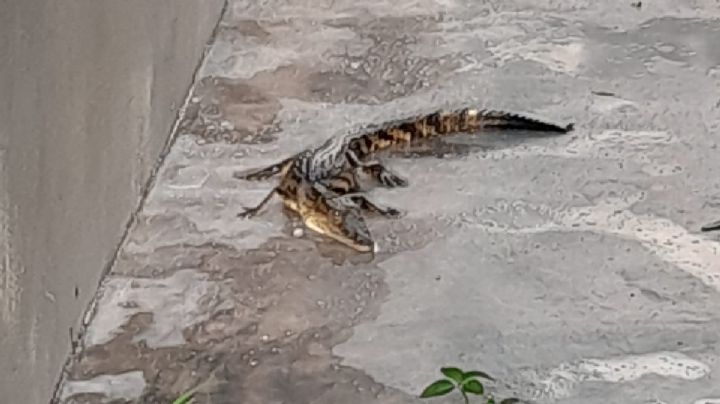 En León: ¡Un caimán apareció en una casa en El Molino!