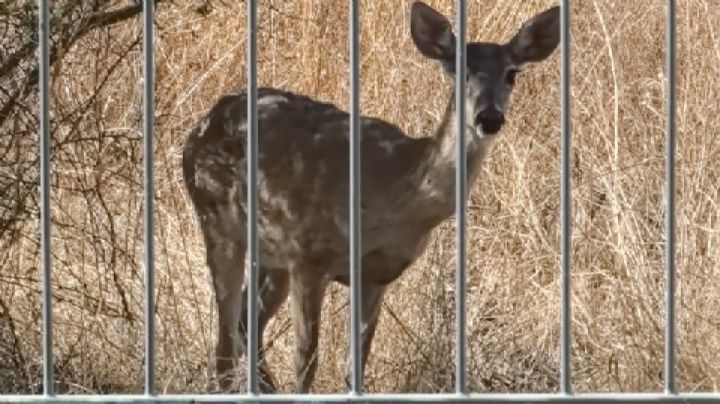 En León: Hay venados cola blanca que “piden comida” a vecinos de El Molino / VIDEO