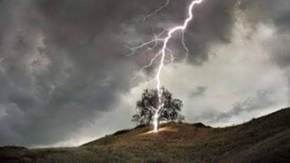 Es peligroso resguardarse bajo un árbol durante la lluvia.
