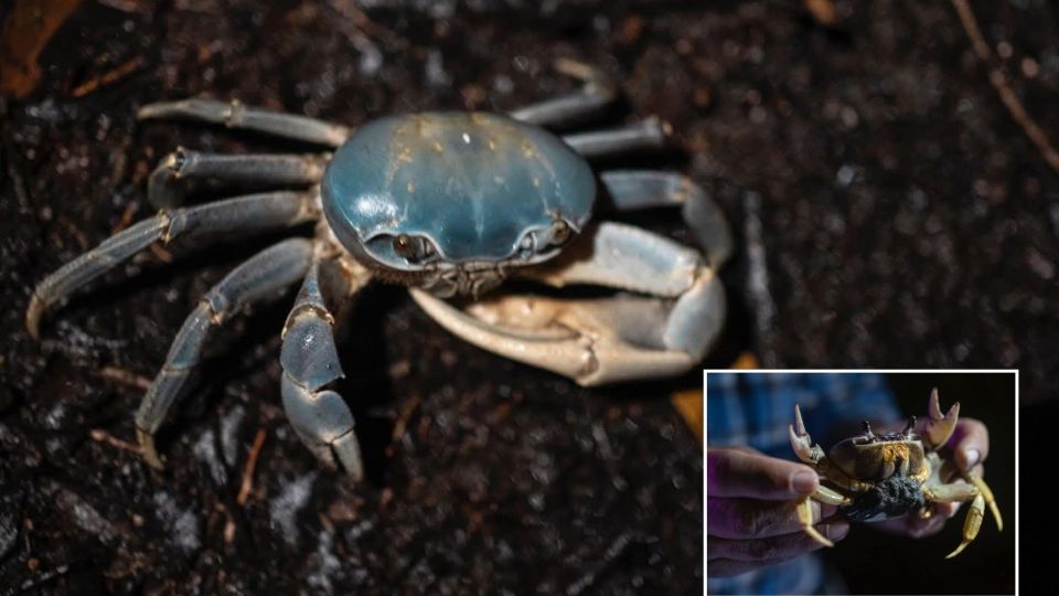 Riviera Veracruzana: el desarrollo inmobiliario que devasta ecosistema del cangrejo azul