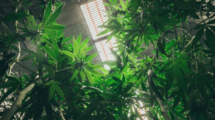 Tenían cultivo de marihuana en su casa; FGR asegura las plantas, un cartucho y uniforme de policía