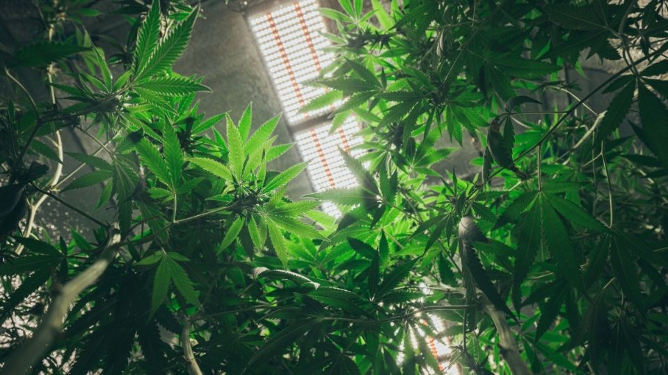 FGR realiza cateo en domicilio de Tizayuca y además de las plantas; esto fue lo que decomisaron