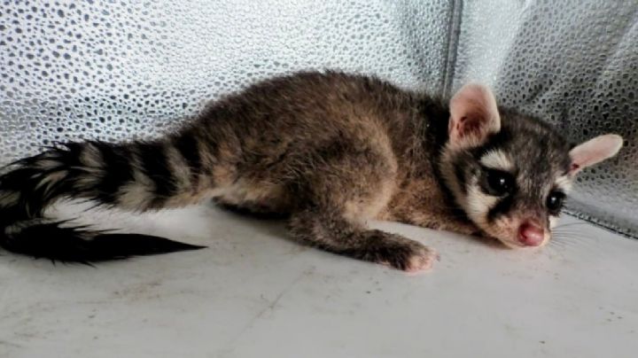 Detienen a cacomixtle bebé en Acámbaro por comerse las croquetas de los gatos