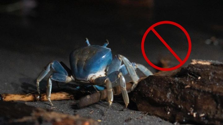 Veda de cangrejo azul en Veracruz comienza hoy 15 de agosto, por decreto presidencial