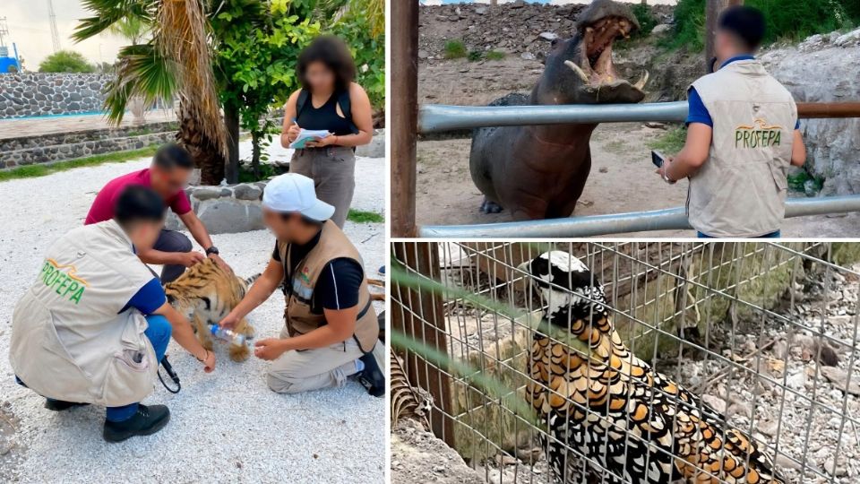 Los animales se encontraban en un predio sin autorización para tenerlos en cautiverio y sin plan de manejo