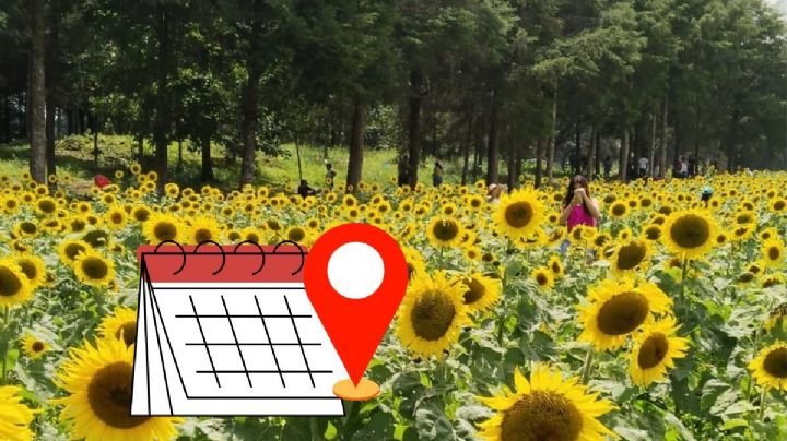 Campos de girasoles en Rafael Lucio; este es el último día para visitarlos