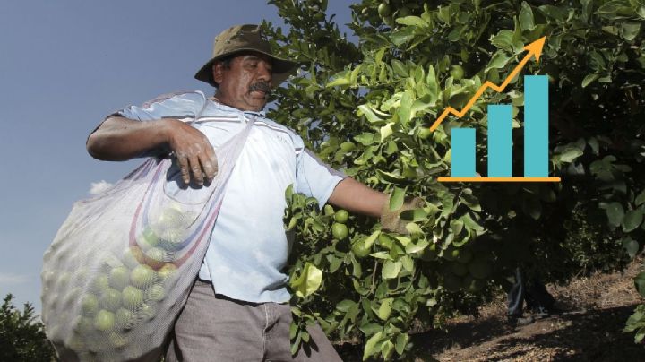 Las 3 zonas de Veracruz con mayor producción de cítricos