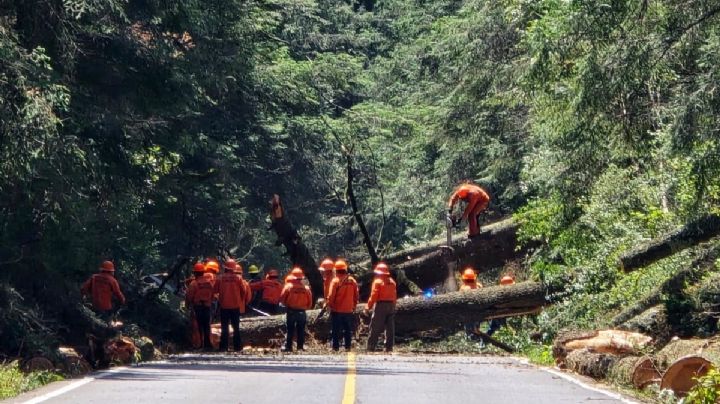 Parque Nacional El Chico: Han derribado más de 14,000 árboles por plaga de gusano descortezador