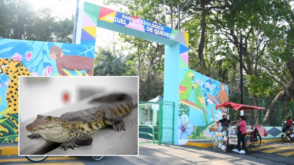 Cocodrilo es robado del zoológico Miguel Ángel de Quevedo, confirma ayuntamiento de Veracruz