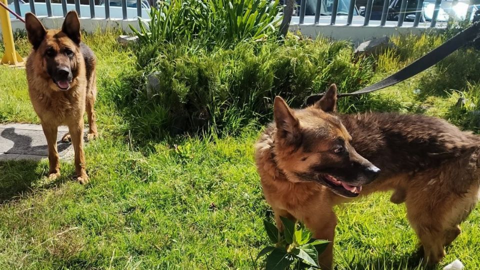 Los perritos se encuentran en búsqueda de un hogar temporal mientras su situación legal se define