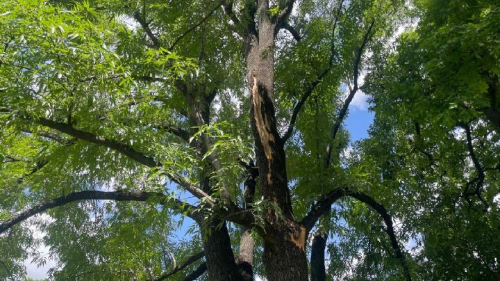 Así quedó el árbol perforado por un rayo en Calzada de los Héroes en León