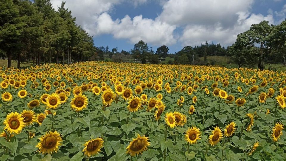 Vacaciones de Verano 2025: 2 campos de girasoles para visitar en Veracruz