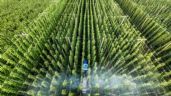 Foto ilustrativa de la nota titulada: México invertirá 63,000 millones de pesos para modernizar riego y ahorrar agua entre 2025 y 2030