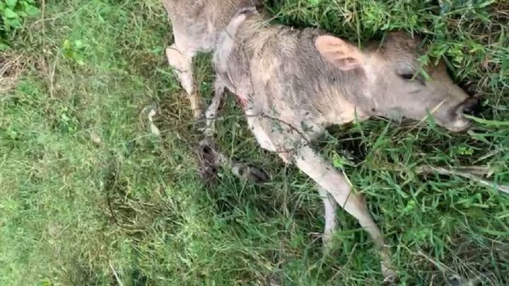 El ganado; otra víctima de minas terrestres colocadas por el CJNG