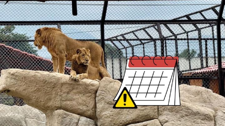 Marcha en Orizaba en defensa de los animales del Paseo del Río