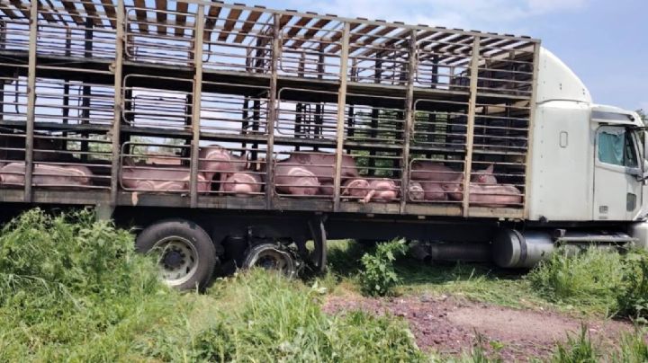 Cuatreros roban 140 cerdos con todo y tráiler en Abasolo; son capturados