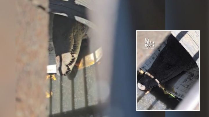 Cocodrilo de 1.5 metros sorprende en Puente Moreno, en Medellín (VIDEO)