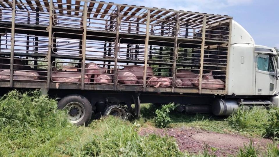 Los agentes lograron recuperar a los animales y al vehículo que los transportaba y detuvieron a dos hombres.