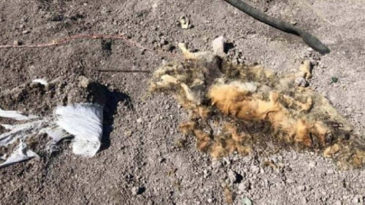 Perros muertos: el nuevo camuflaje del narco sobre fosas clandestinas