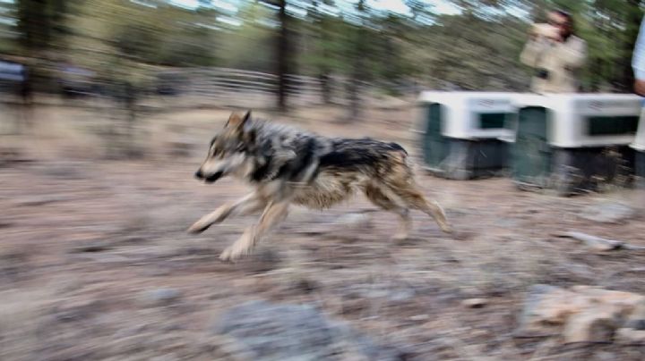 ¿Por qué es importante que regrese el lobo mexicano a Sierra de Lobos en Guanajuato?