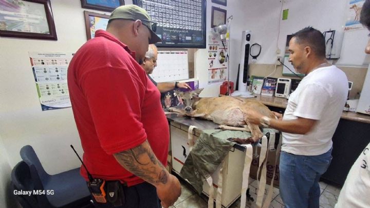 Atropellan a venado en la carretera León- Lagos; era hembra, estaba embarazada y salvan a venaditos