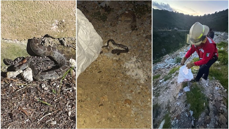 Las serpientes fueron liberadas en sitios naturales de Real del Monte