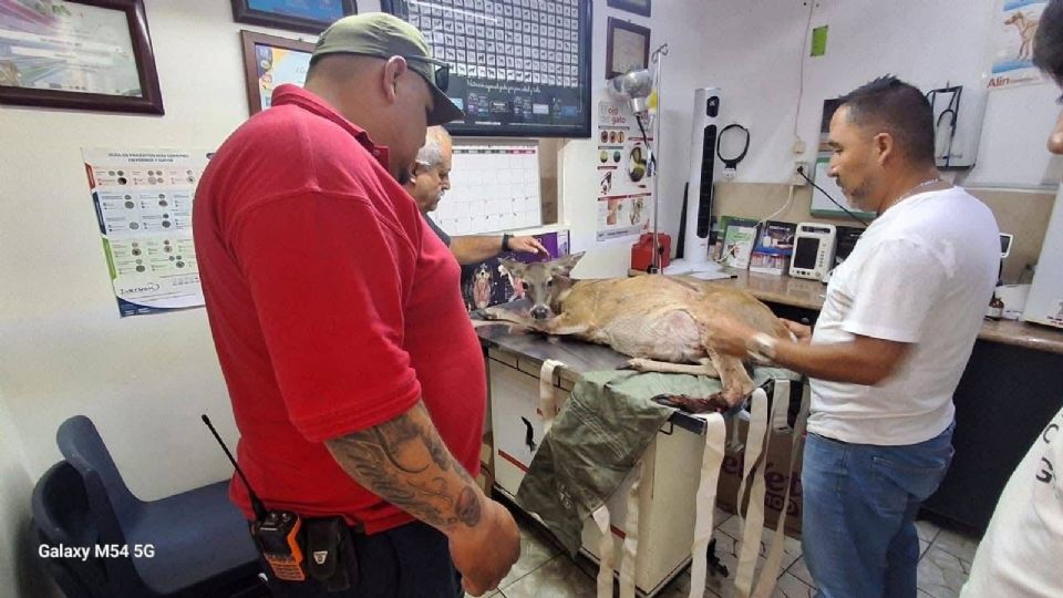Fue trasladada con sus recién nacidos aún con vida a un centro veterinario para brindarle atención médica.
