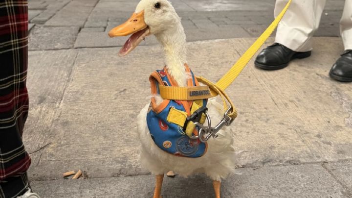 Mascota pato en Pachuca causa sensación; así sale a pasear por las calles  | VIDEO