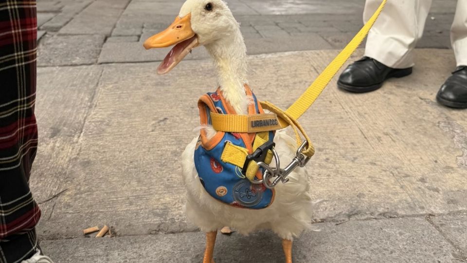 Patricio el pato es muy sociable y puedes fotografiarte con él