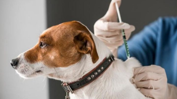 Colima: un hombre falleció por rabia humana, el caso enciende alertas por vacunas