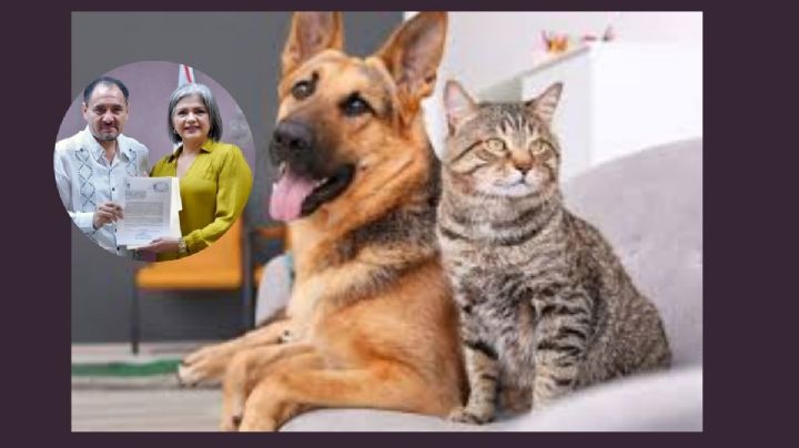 Pide diputada Daniela Flores atención inmediata a denuncias de maltrato animal