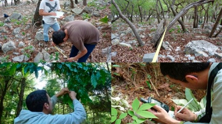 Busca la UAT conservar bosques de encino con tecnología geoespacial