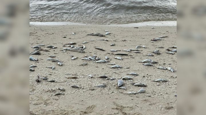 Falta de oxígeno por marea roja empuja a especies a la costa en Yucatán; podrían estar contaminadas