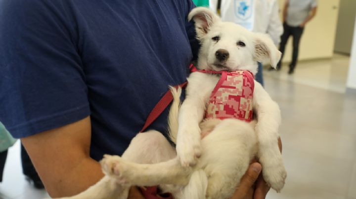 Hospital de Mascotas: Por saturación la lista de espera es de tres semanas