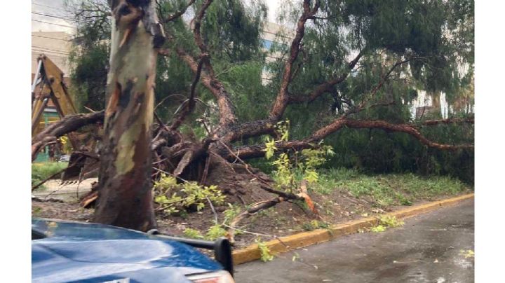Granizada tira árbol frente a Foro 4; ocasiona filas de kilómetros de autos