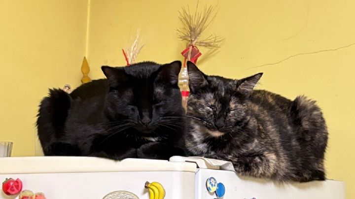 Día del Gato: el verdadero costo de tener un felino y cómo prepararte