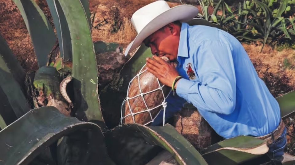 El aguamiel se produce en 44 municipios de Hidalgo