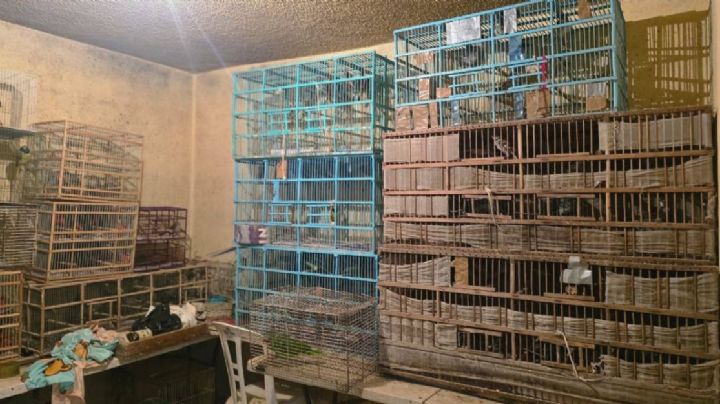 Traficantes de pájaros: tenían a 253 aves en un cuarto en Dolores Hidalgo