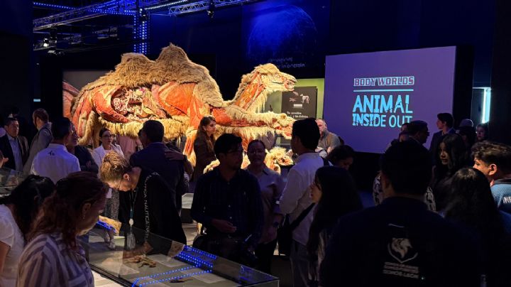 Mega expo de anatomía animal llega al Parque Explora
