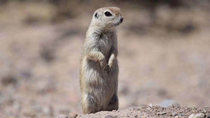 Grito de Independencia cancelado en el Chamizal para proteger a las ardillas "juancitos"