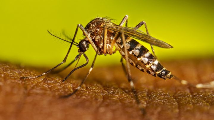 Dengue incrementa con las lluvias, en León van 261 casos este año